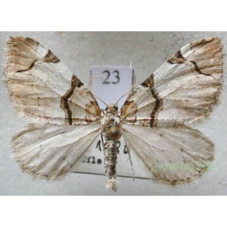 Anticlea derivata (Denis & Schiffermüller, 1775) Czech23